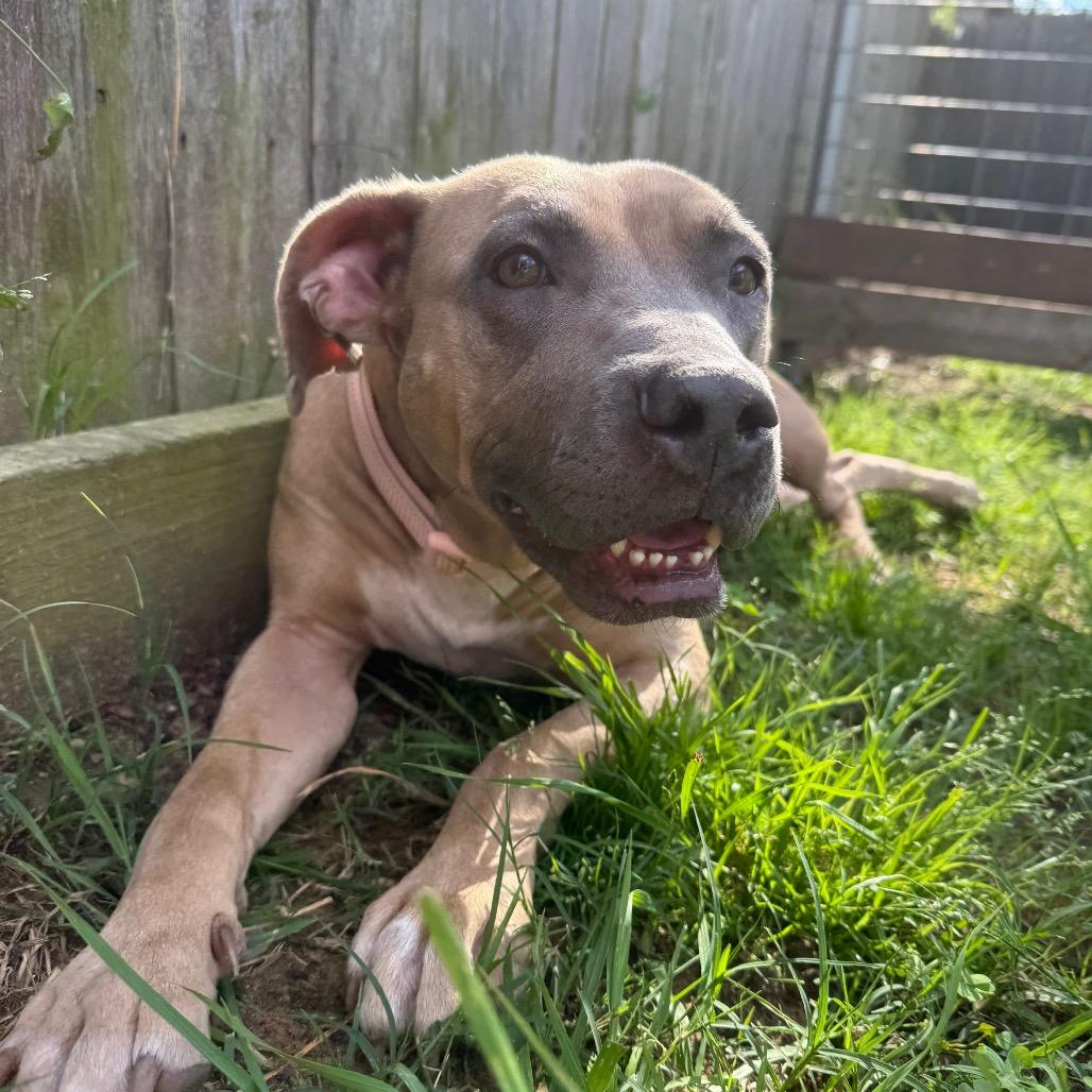 Enlarge Salem, a Adoptable mixed breed in Denison, TX image 3/5