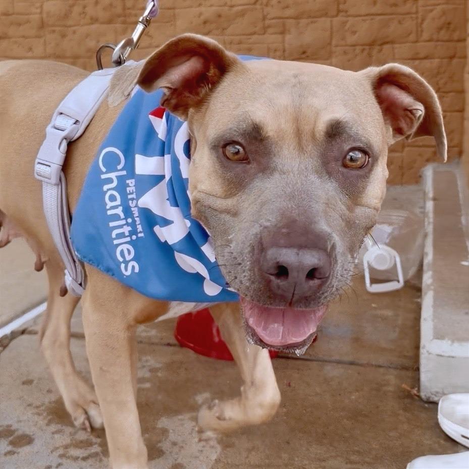 Enlarge Salem, a Adoptable mixed breed in Denison, TX image 3/6