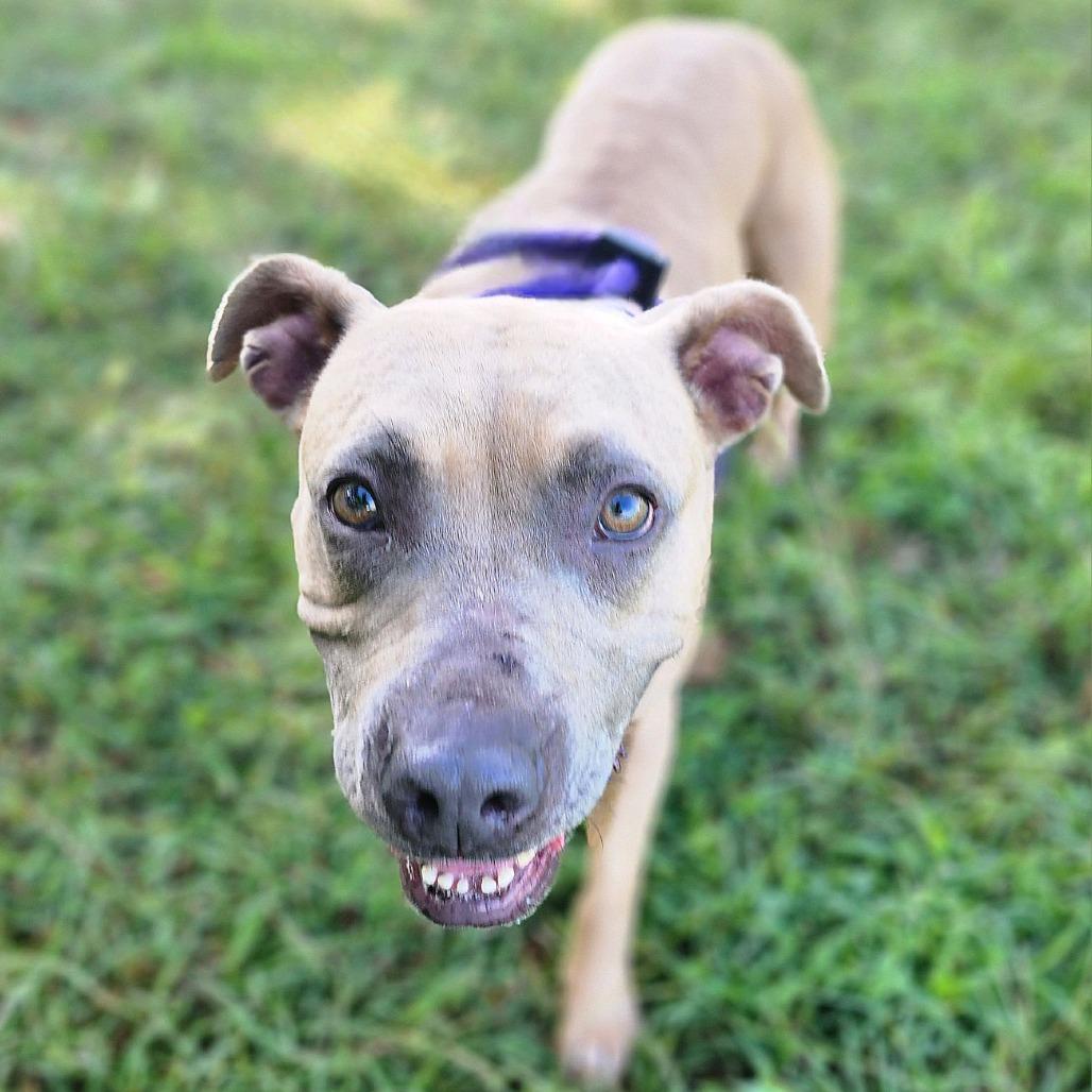 Enlarge Salem, a Adoptable mixed breed in Denison, TX image 5/5