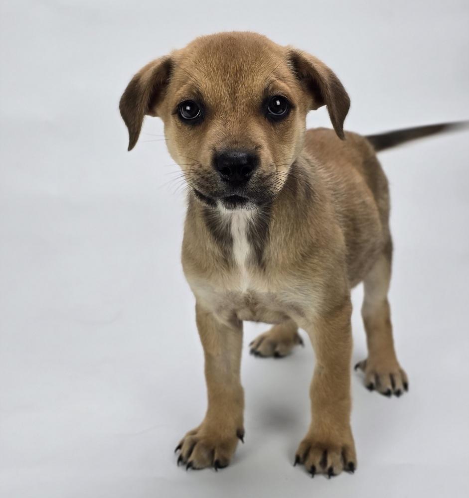 Florida, Adoptable, Puppy Female Rottweiler.