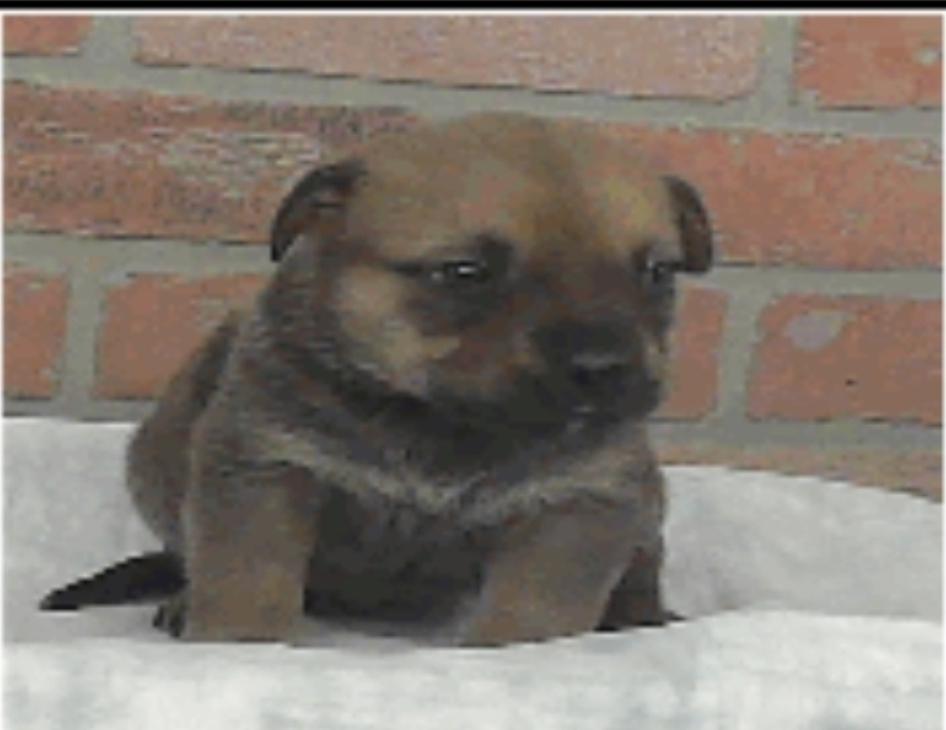 Enlarge Florida, a Adoptable mixed breed in Sedalia, CO image 2/4