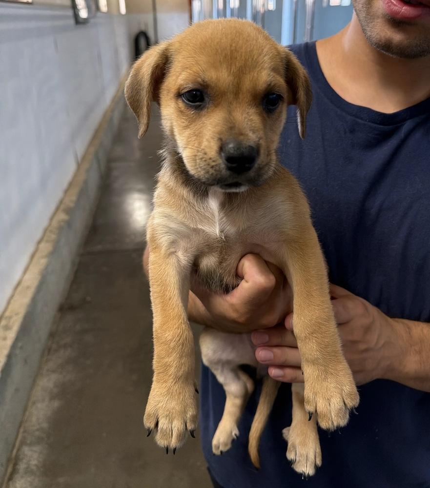 Enlarge Florida, a Adoptable mixed breed in Sedalia, CO image 4/4