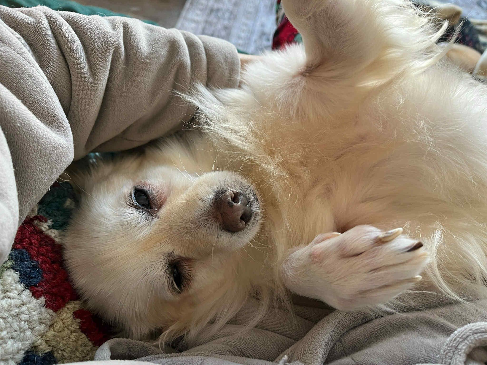 Enlarge Petal, a Adoptable mixed breed in Ajax, ON image 4/6