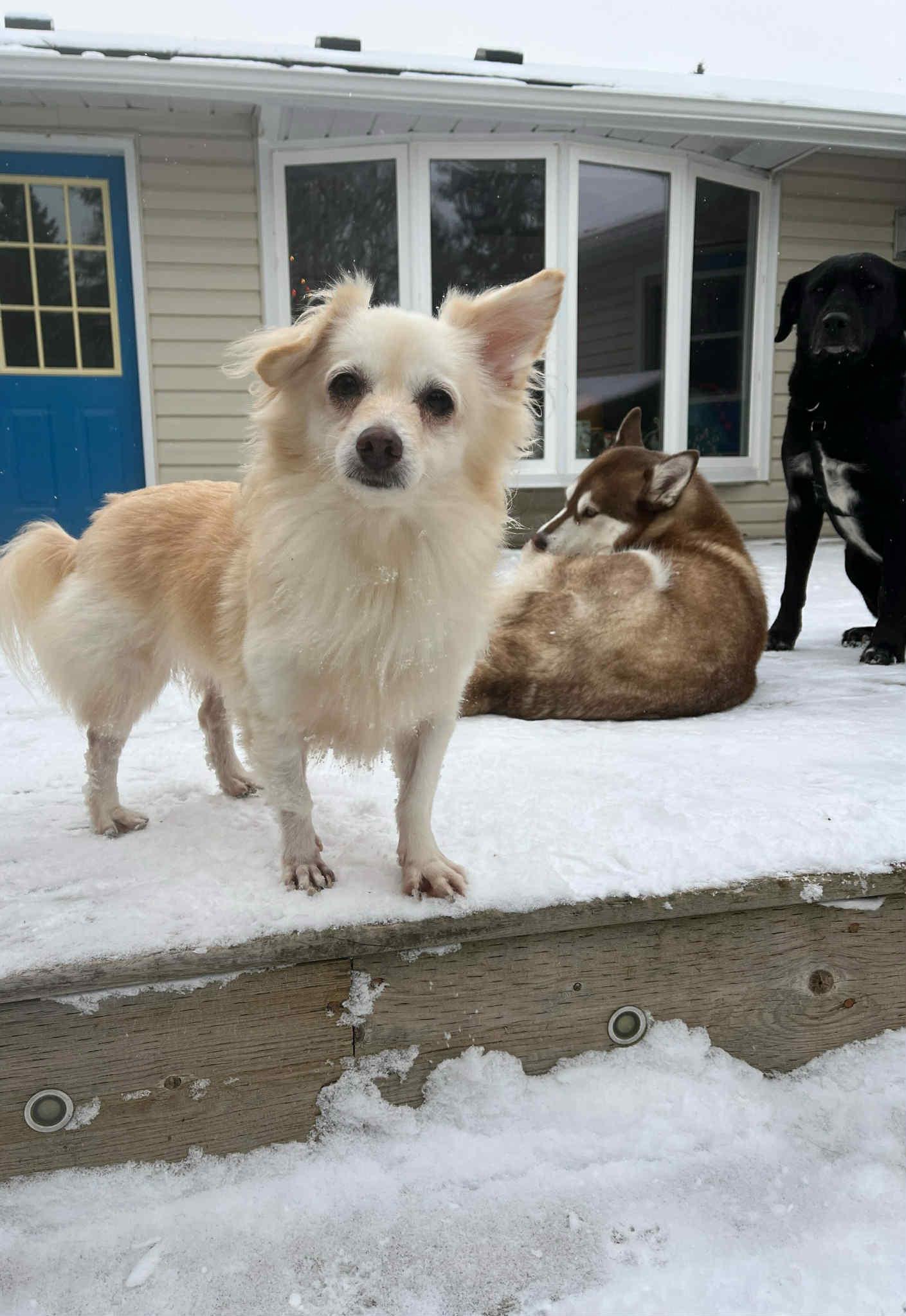 Enlarge Petal, a Adoptable mixed breed in Ajax, ON image 6/6