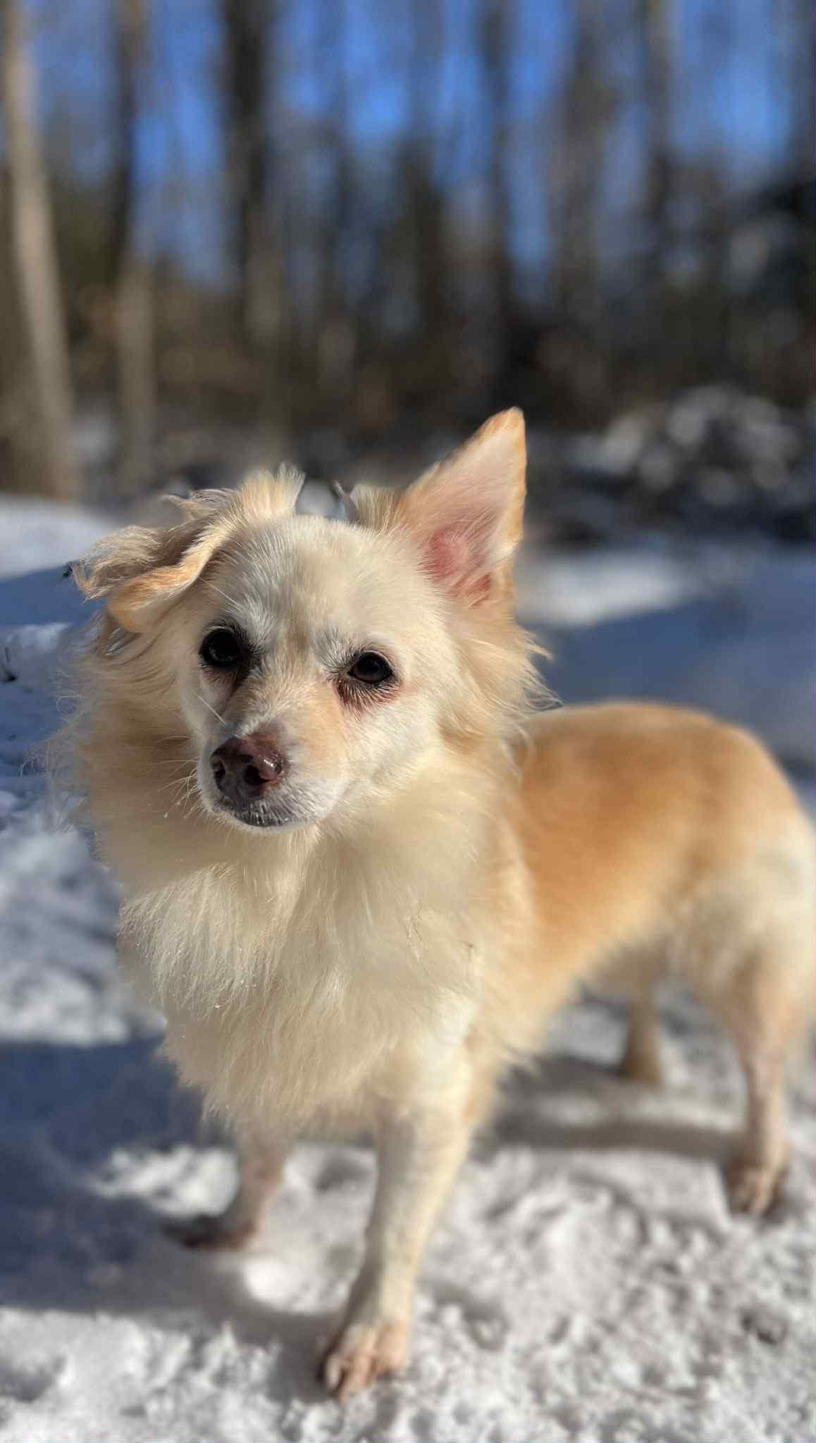 Enlarge Petal, a Adoptable mixed breed in Ajax, ON image 5/6