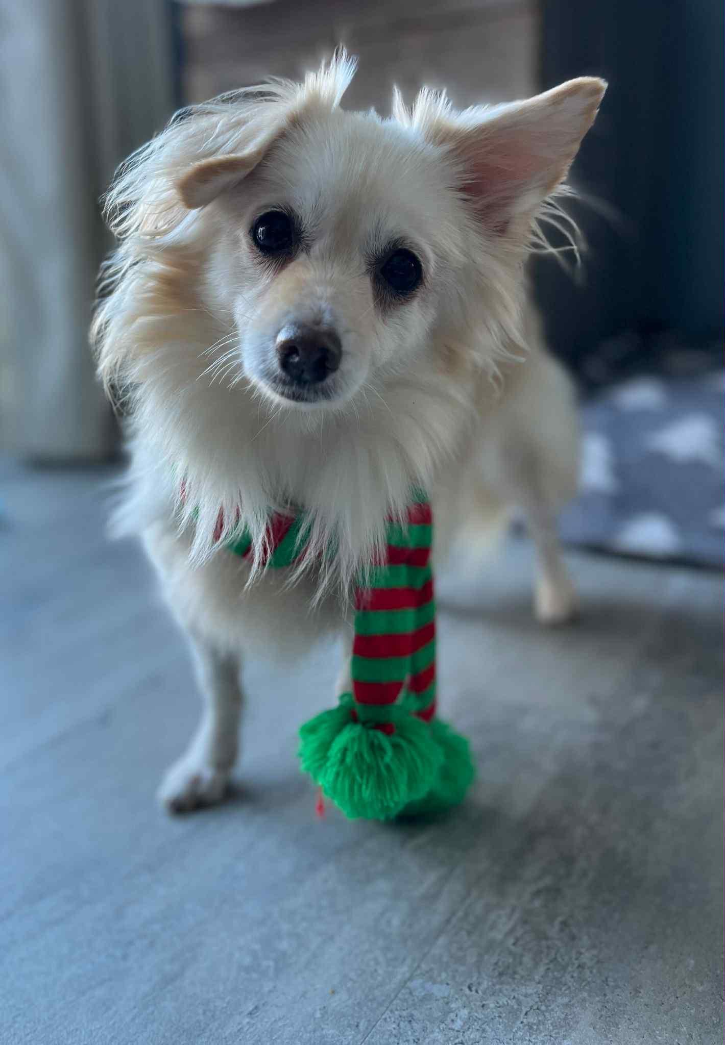 Enlarge Petal, a Adoptable mixed breed in Ajax, ON image 2/6