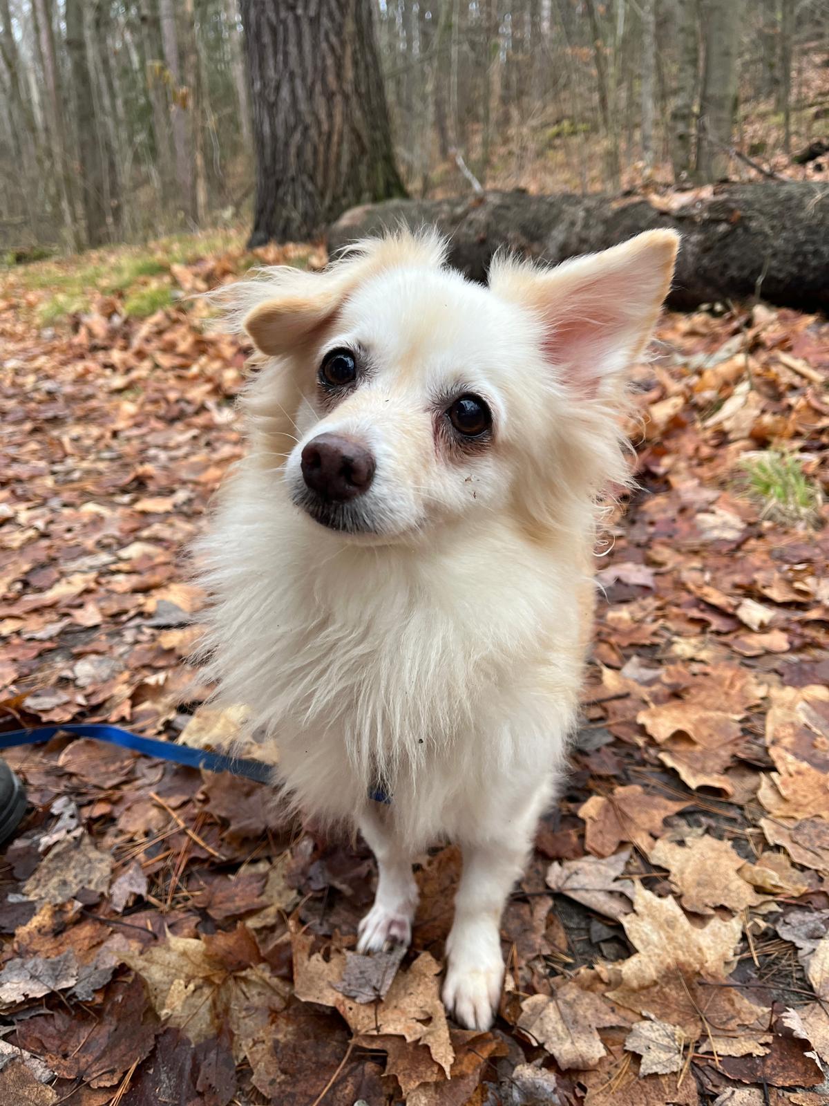 Petal, Adoptable, Adult Female Pomeranian & Spitz.