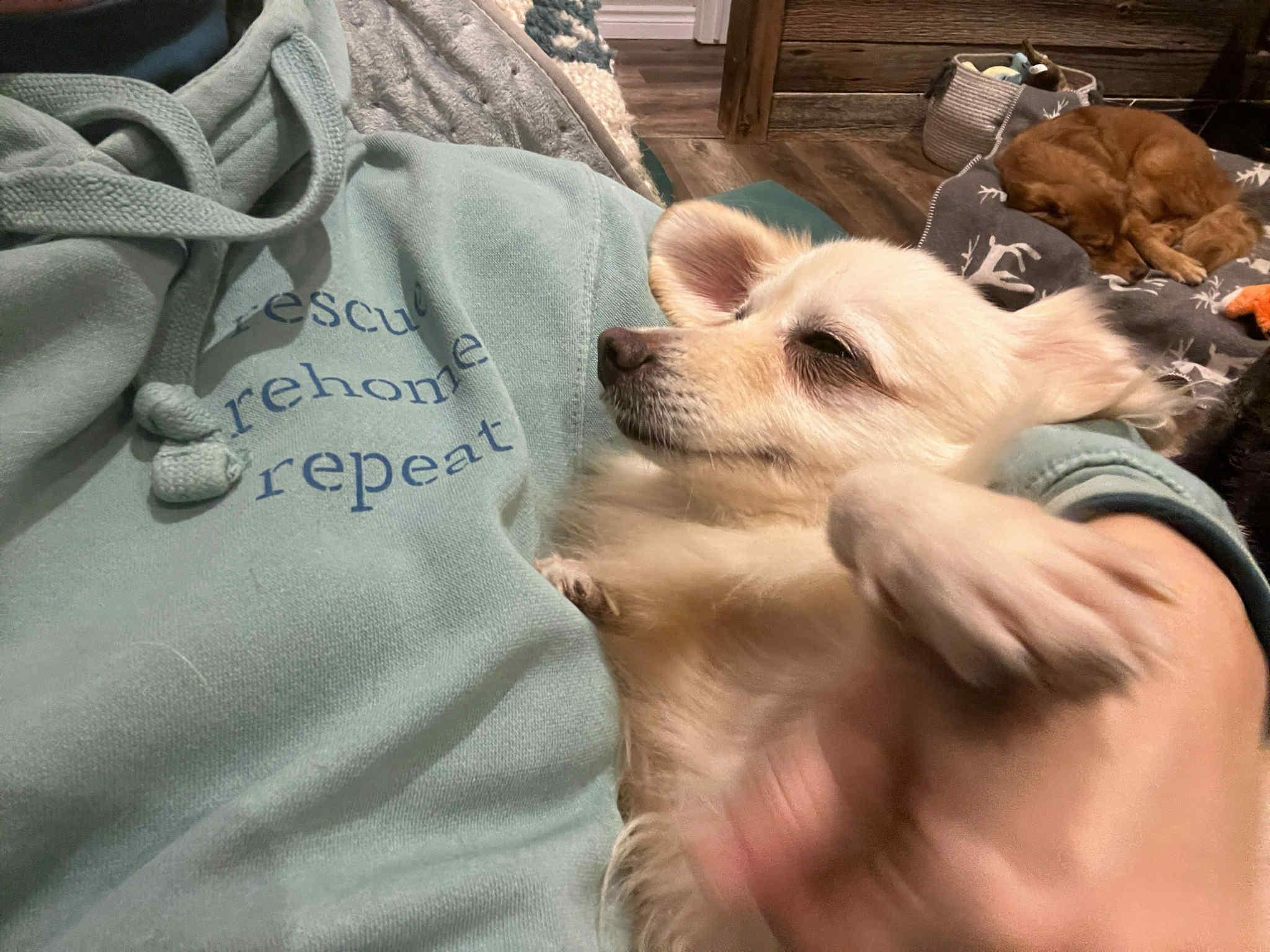 Enlarge Petal, a Adoptable mixed breed in Ajax, ON image 3/6