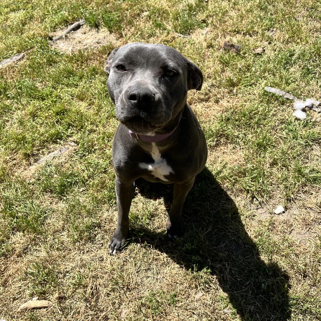 Gazelle, Adoptable, Adult Female American Staffordshire Terrier & Pit Bull Terrier.