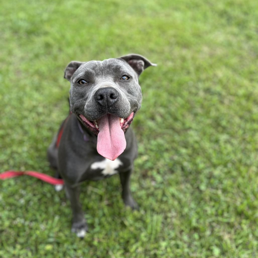 Gazelle, Adoptable, Adult Female American Staffordshire Terrier & Pit Bull Terrier.