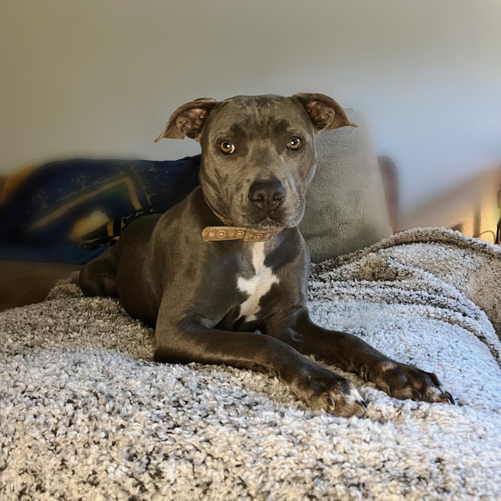 Enlarge Gazelle, a Adoptable mixed breed in Houston, TX image 2/5