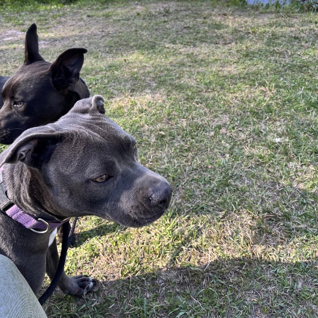 Enlarge Gazelle, a Adoptable mixed breed in Houston, TX image 3/5