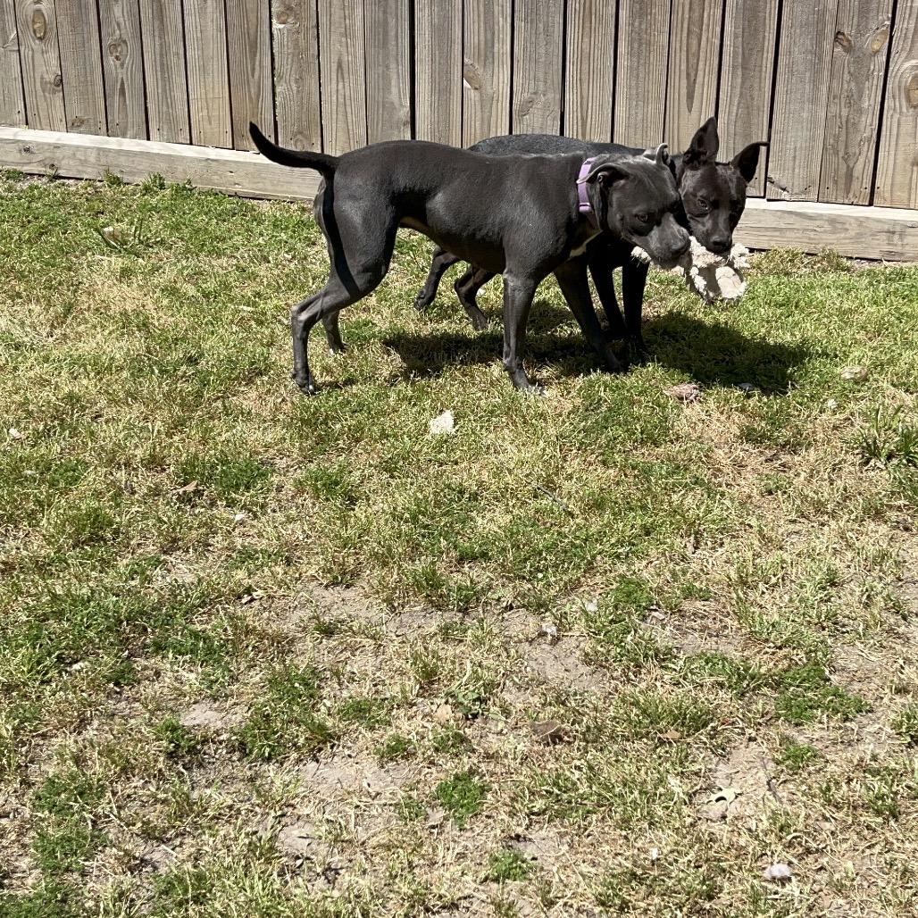 Enlarge Gazelle, a Adoptable mixed breed in Houston, TX image 5/5