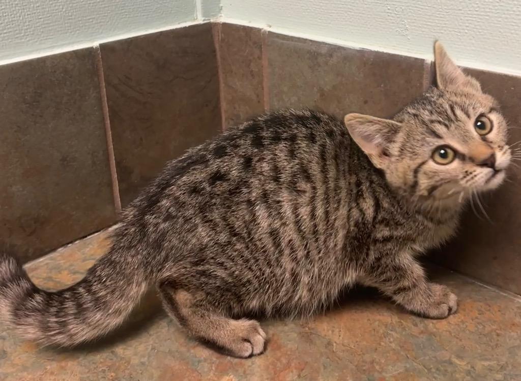 Spooky, ADOPTABLE, Kitten Female Domestic Short Hair.