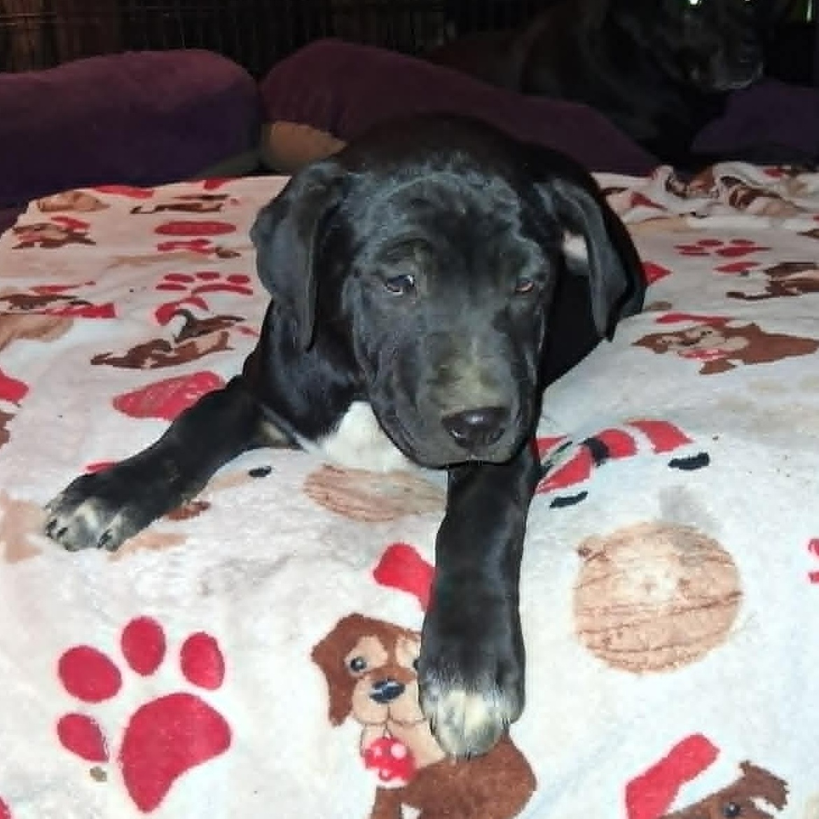Onyx, an adopted mixed breed in North Jackson, OH image 2/2