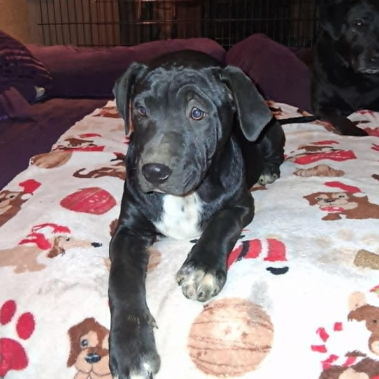 Onyx, ADOPTABLE, Puppy Female Labrador Retriever & German Shepherd Dog.