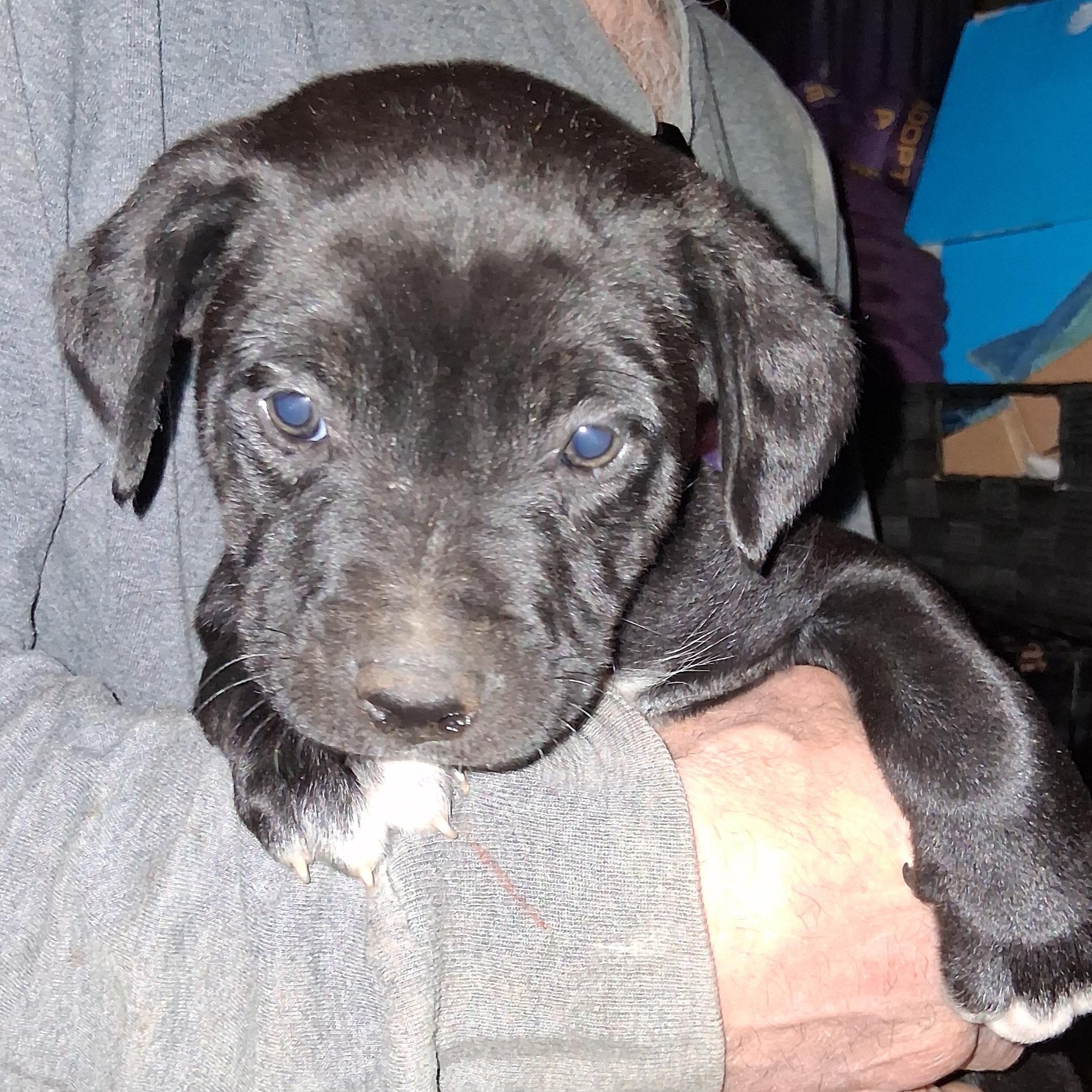 Puppy #2, ADOPTABLE, Puppy Female Labrador Retriever & German Shepherd Dog.
