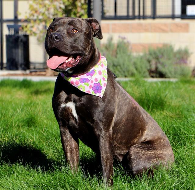 Enlarge JOSIE, a Adoptable Pit Bull Terrier in San Luis Obispo, CA image 1/1
