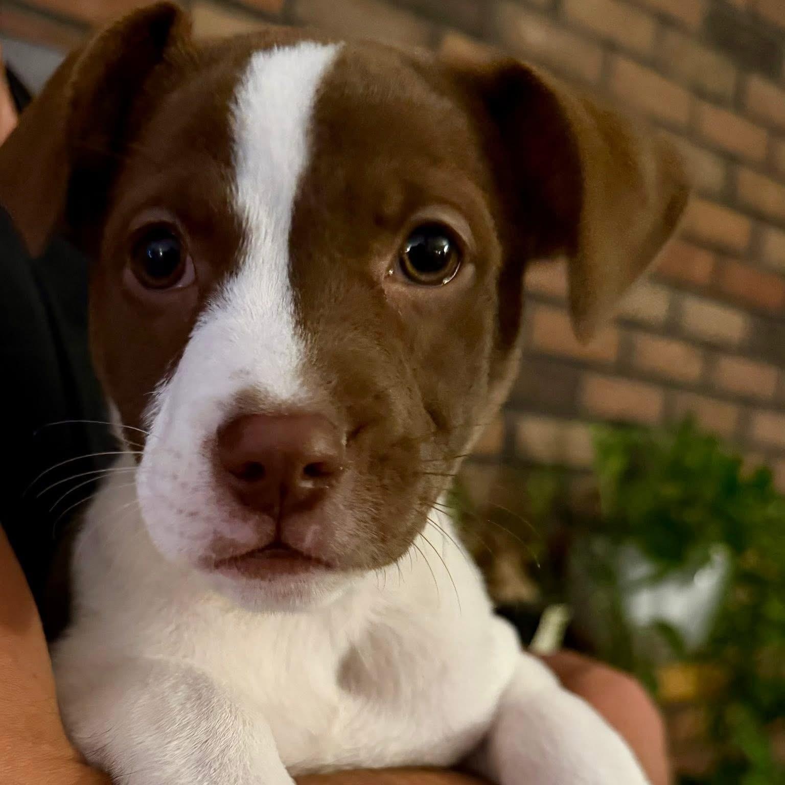 Harbor, a ADOPTABLE Mixed Breed in Yaphank, NY image 4/5