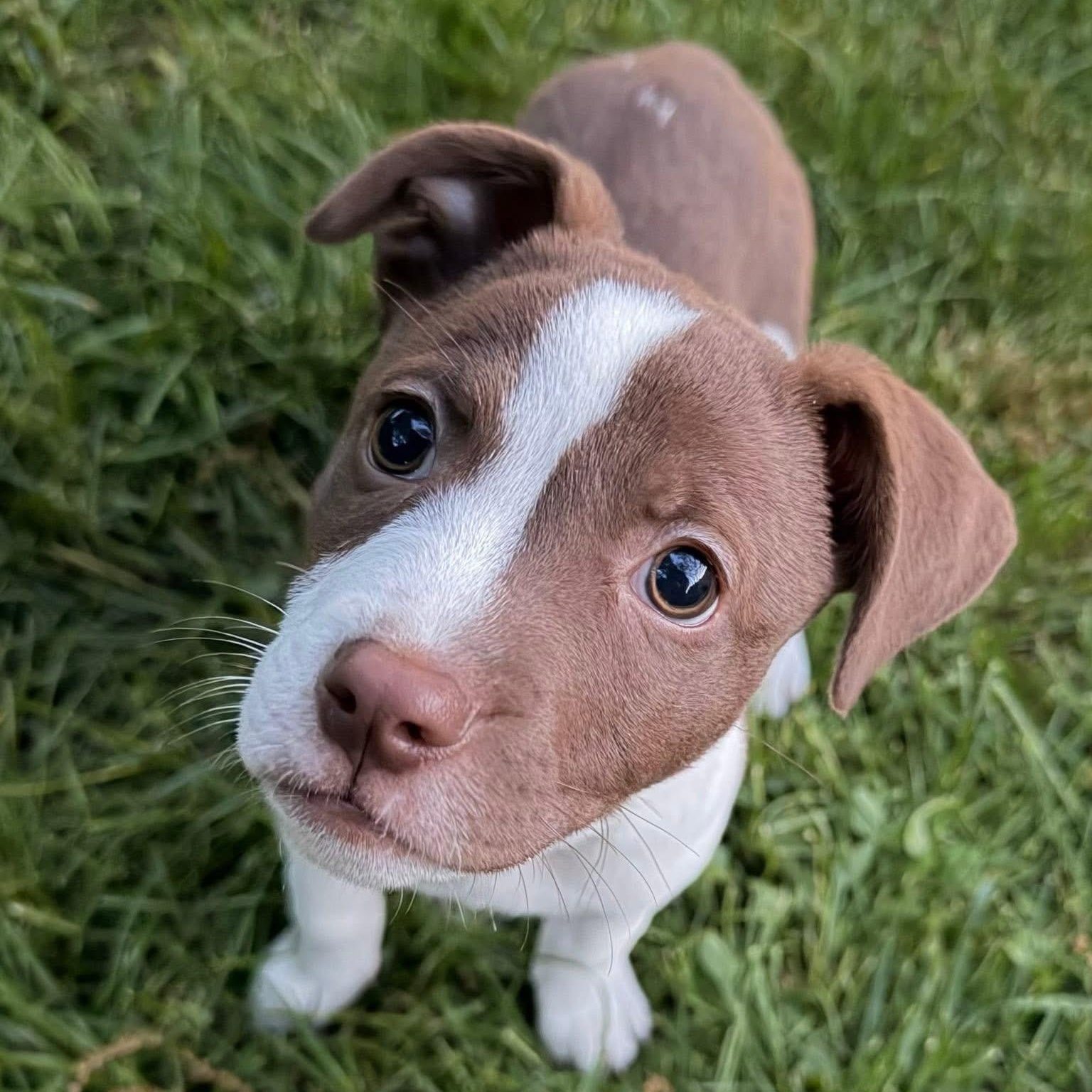 Harbor, ADOPTABLE, Puppy Female Mixed Breed.