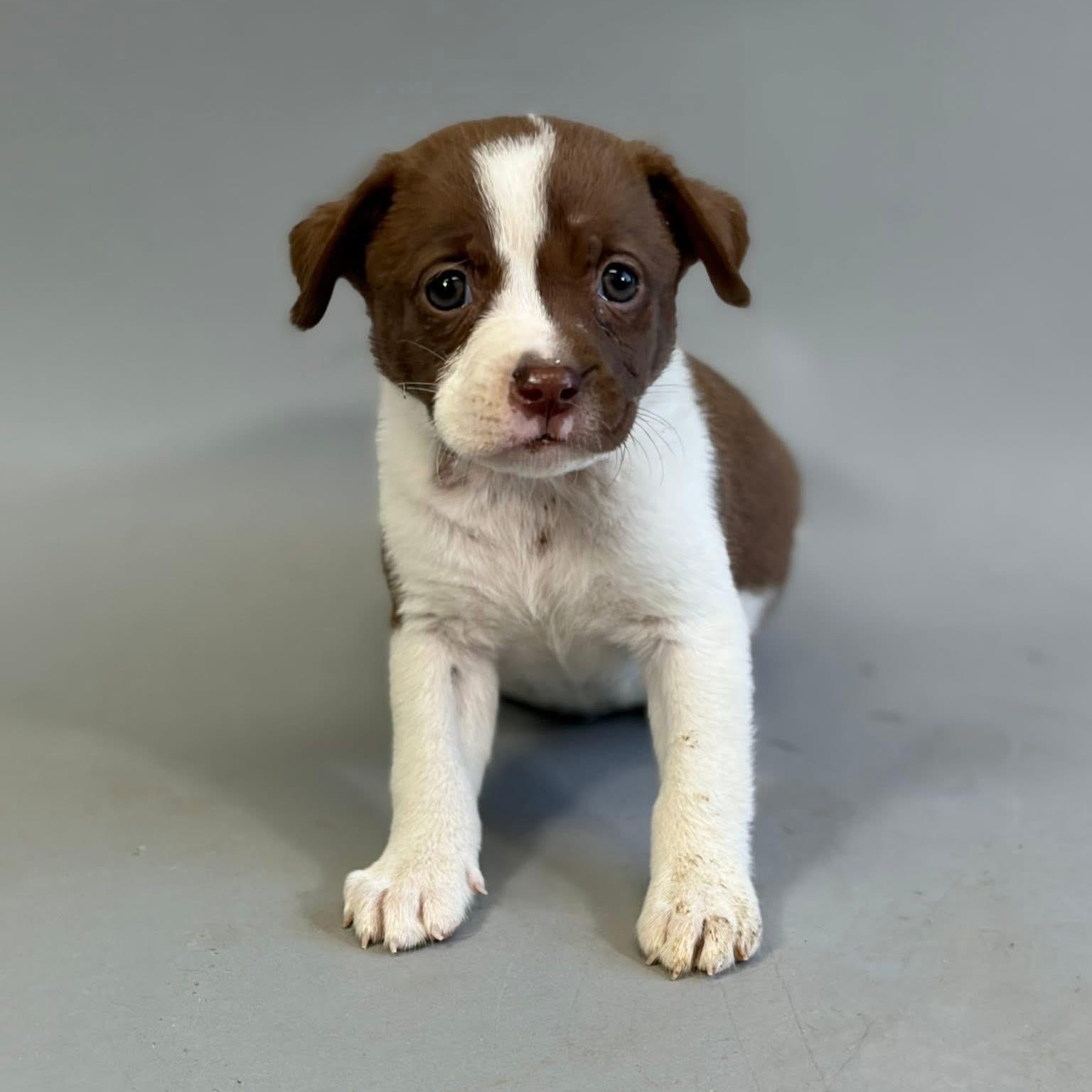 Harbor, a ADOPTABLE Mixed Breed in Yaphank, NY image 5/5