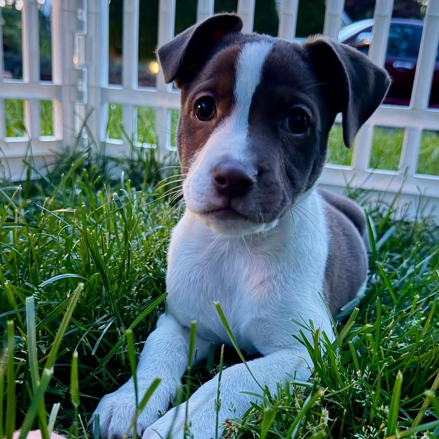 Harbor, a ADOPTABLE Mixed Breed in Yaphank, NY image 2/5