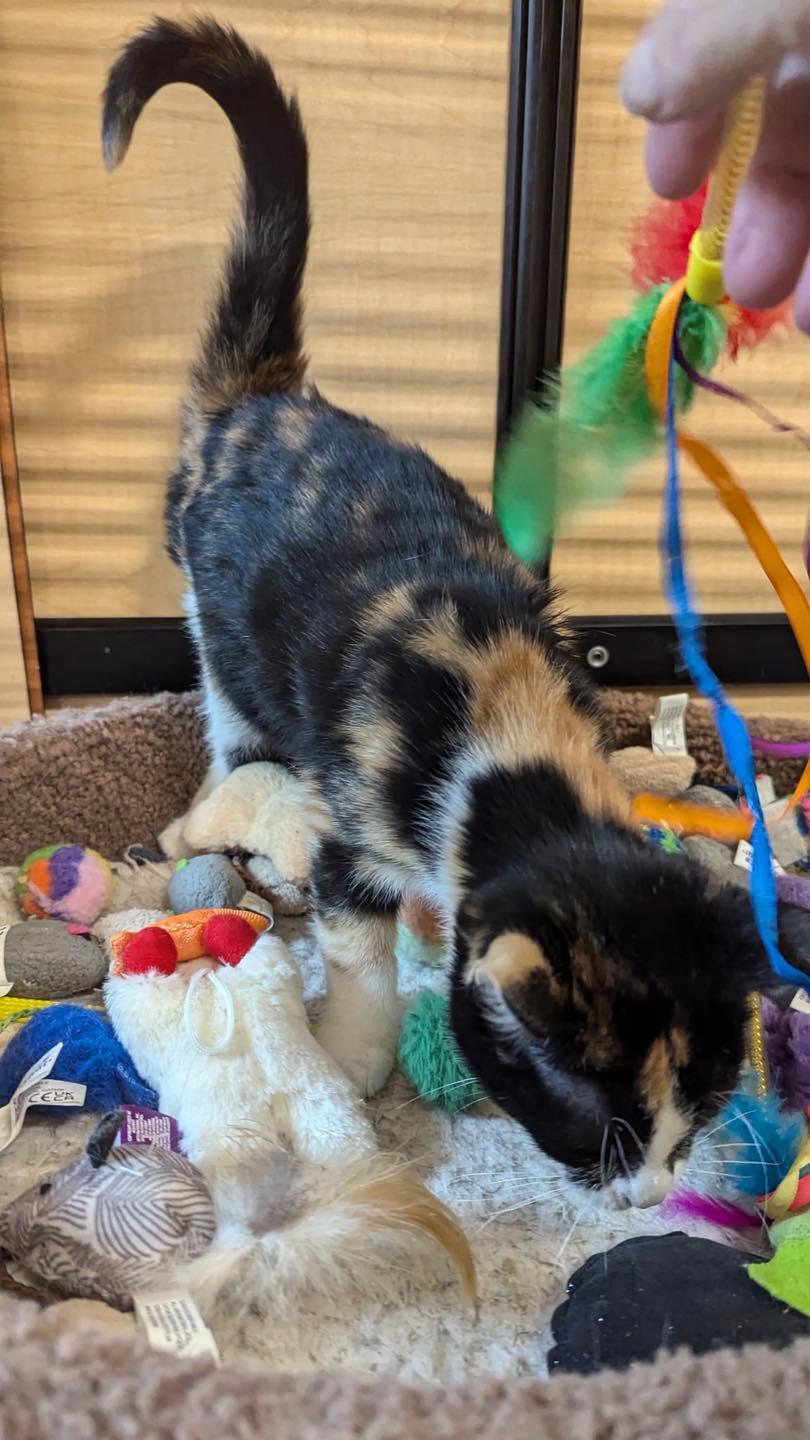 Enlarge Erika, a Adopted Calico in Noblesville, IN image 1/2