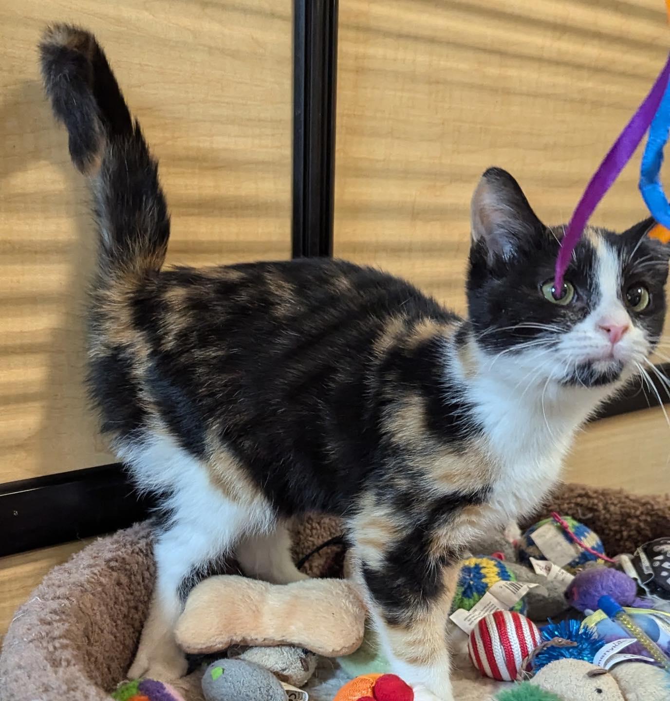 Enlarge Erika, a Adopted Calico in Noblesville, IN image 2/2