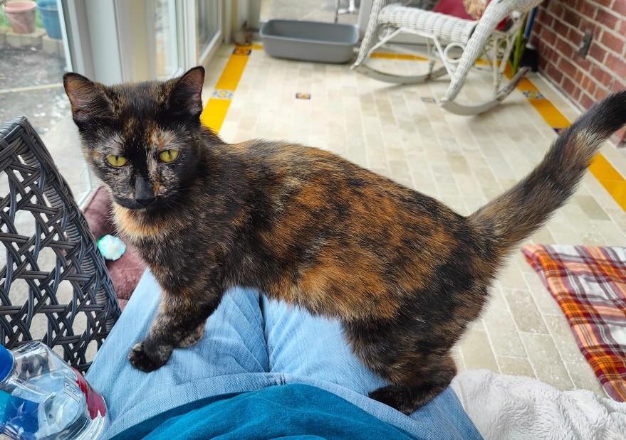 Fiona, a ADOPTABLE Tortoiseshell in Closter, NJ image 4/4