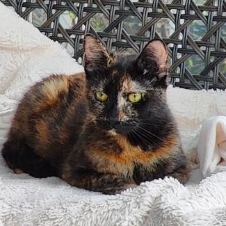 Fiona, ADOPTABLE, Young Female Tortoiseshell.