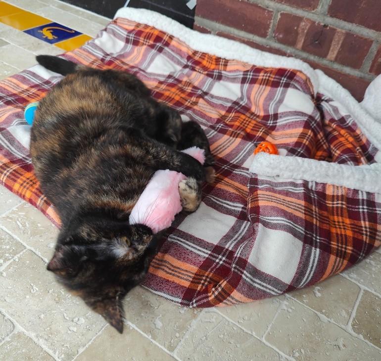 Fiona, a ADOPTABLE Tortoiseshell in Closter, NJ image 3/4