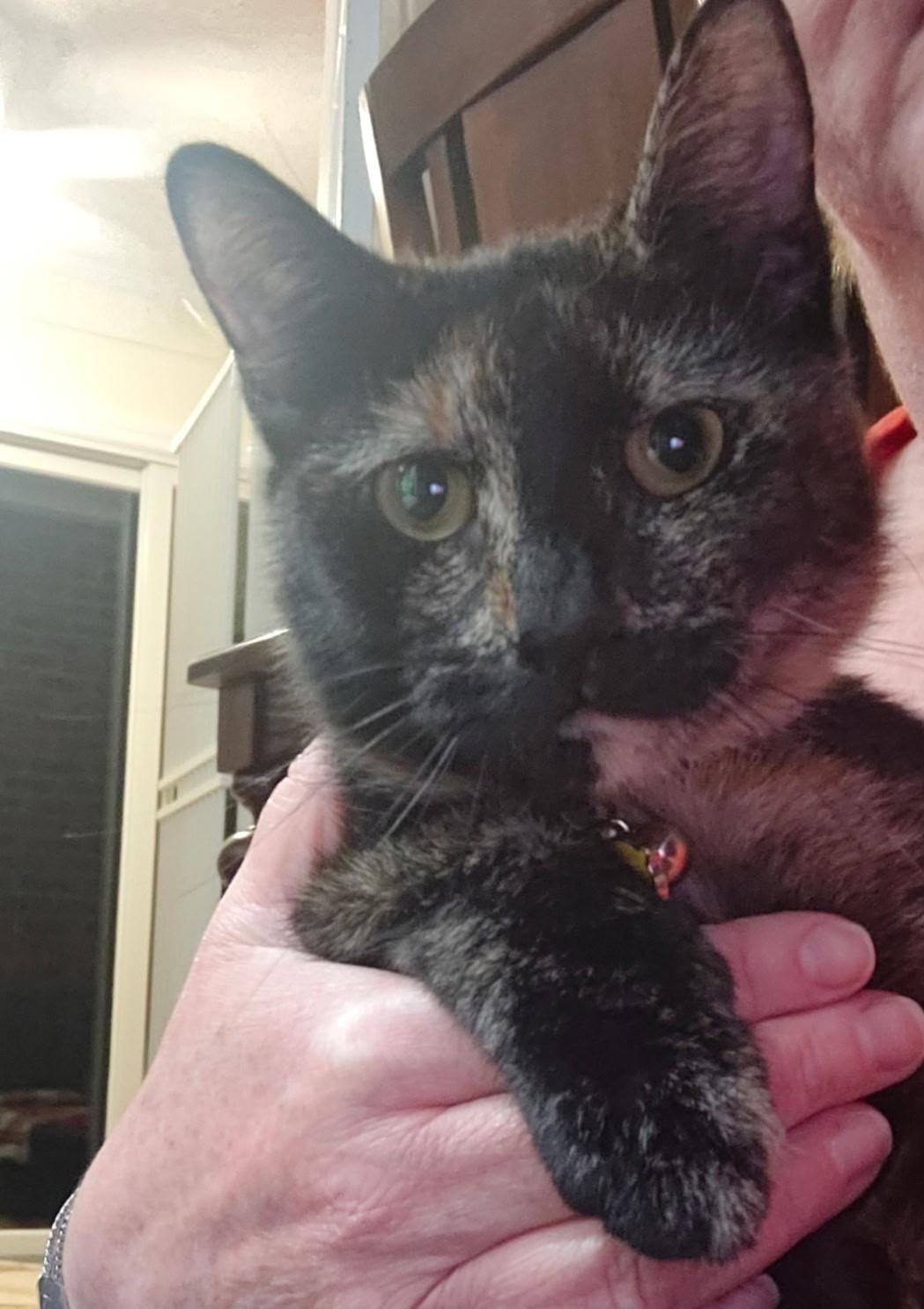 Fiona, a ADOPTABLE Tortoiseshell in Closter, NJ image 2/4