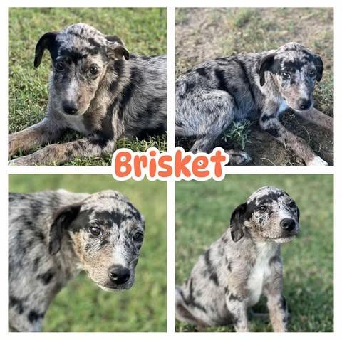 Brisket, Baby Female Catahoula Leopard Dog