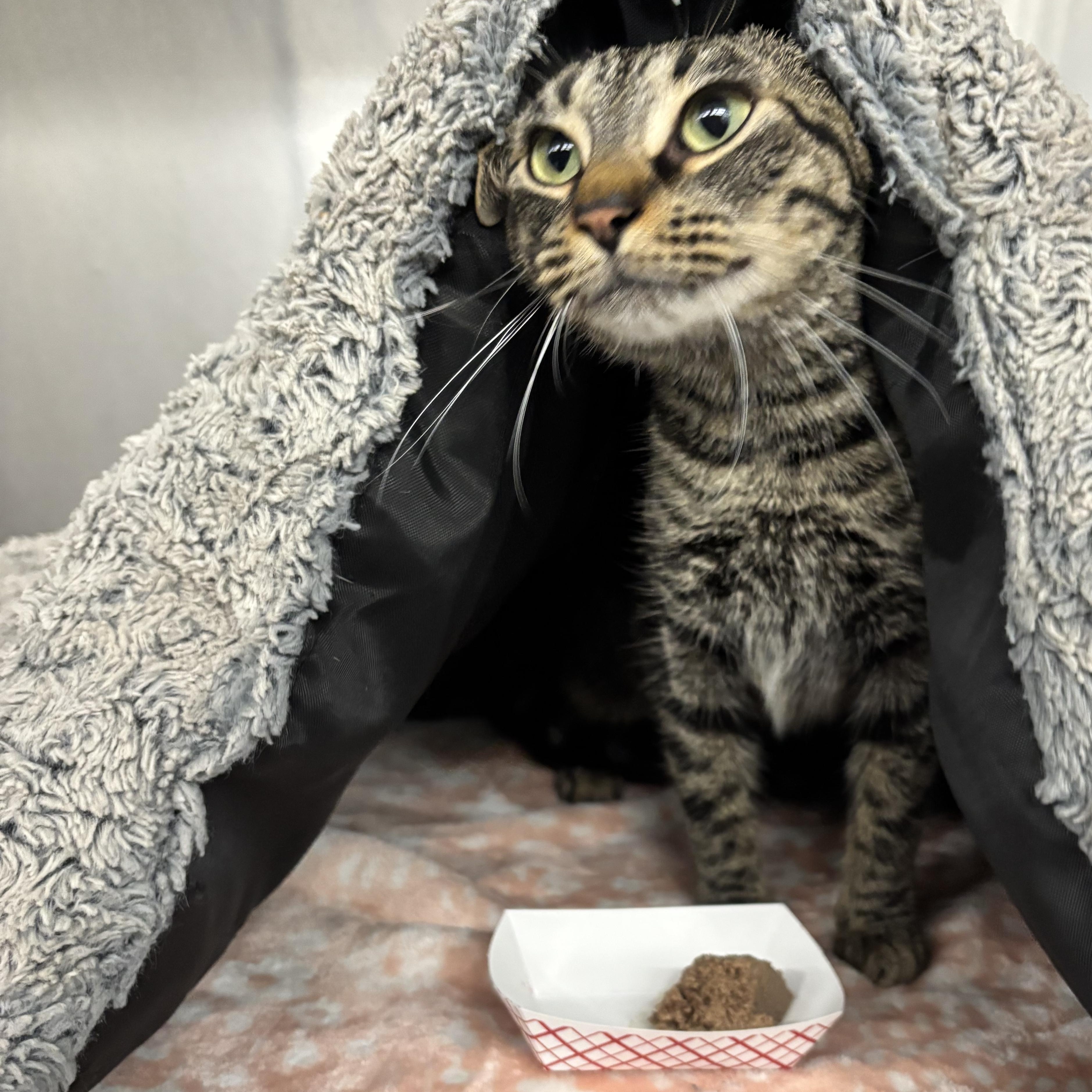 Aurora, ADOPTABLE, Adult Female Domestic Short Hair.