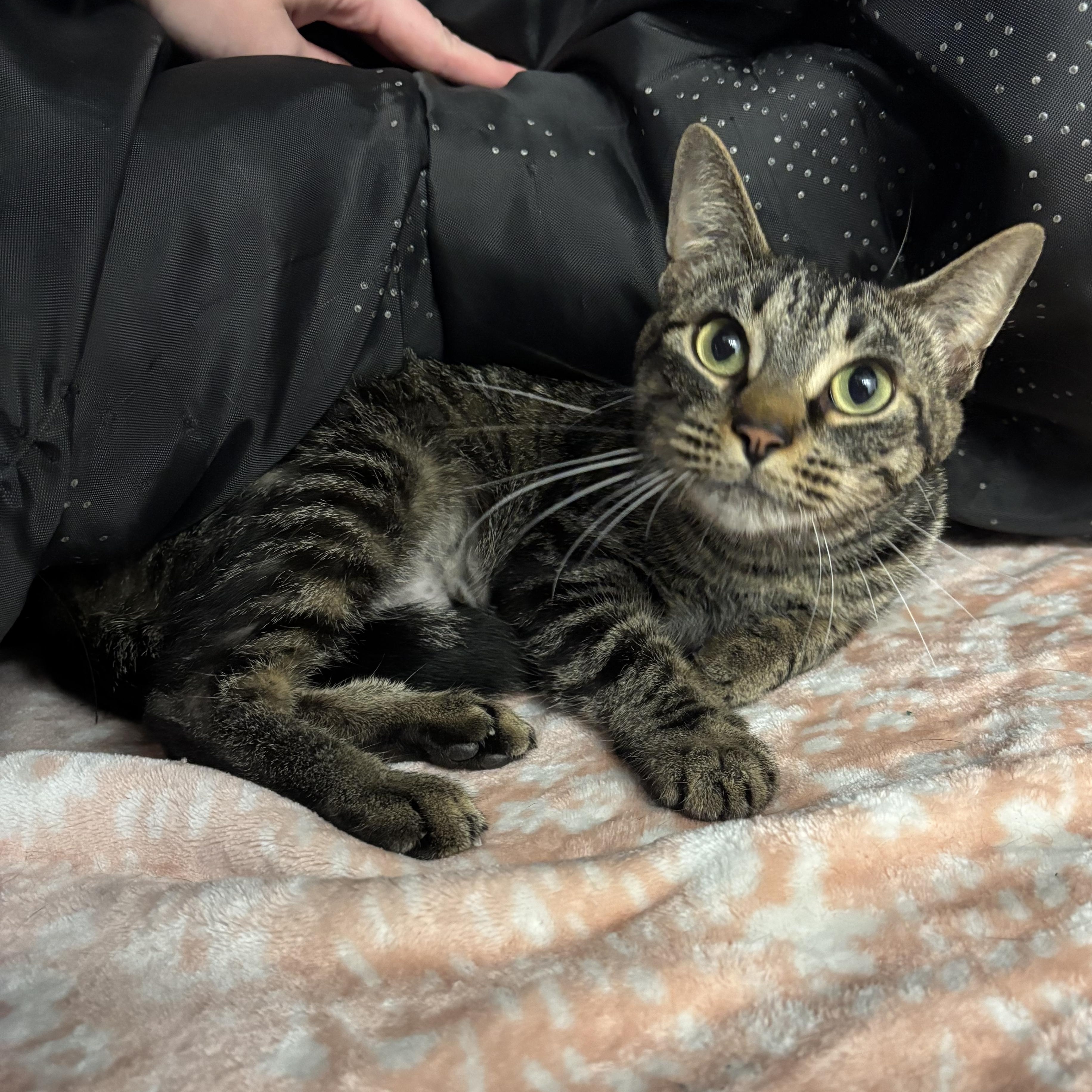 Aurora, a ADOPTABLE mixed breed in Mount Pleasant, MI image 4/4