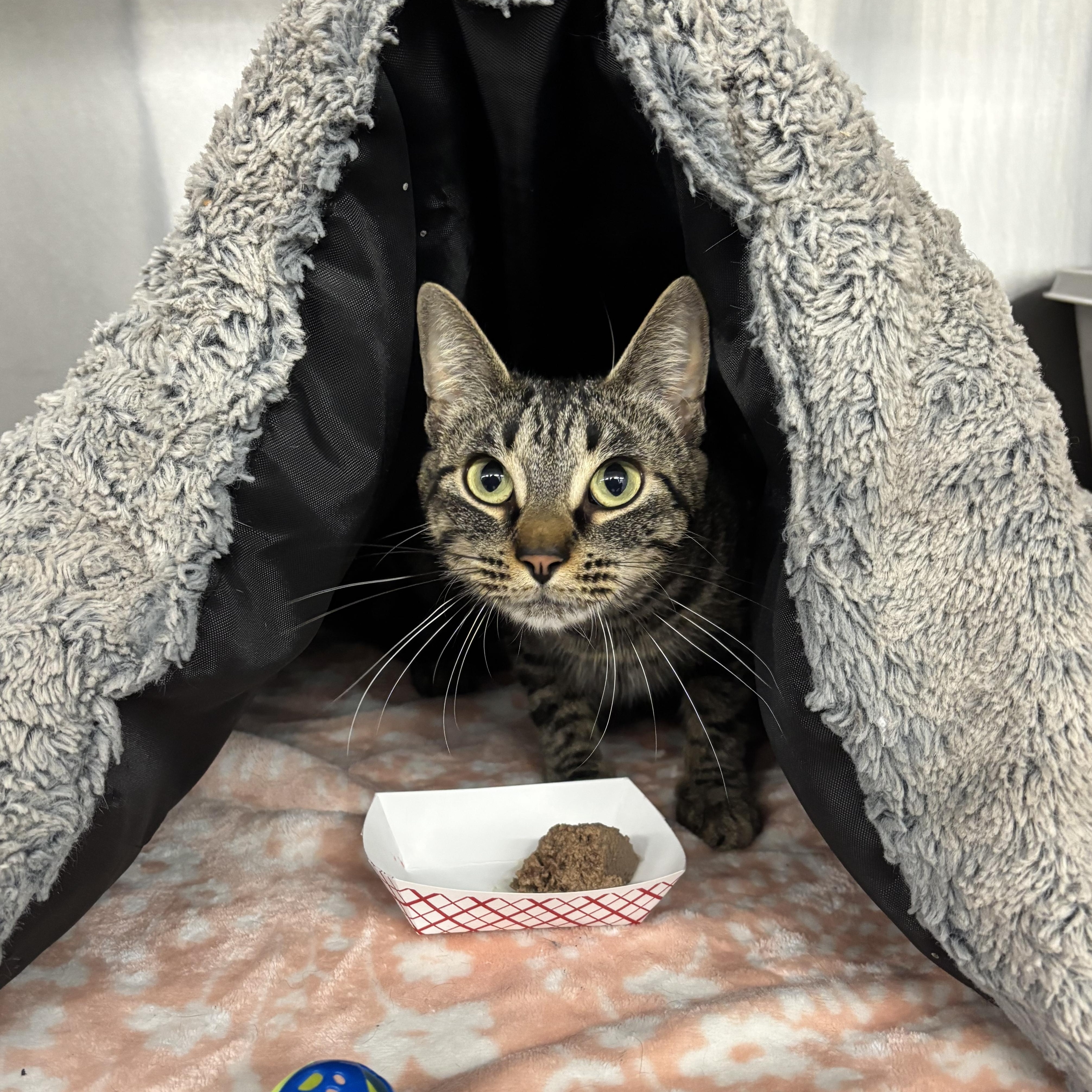 Aurora, a ADOPTABLE mixed breed in Mount Pleasant, MI image 2/4