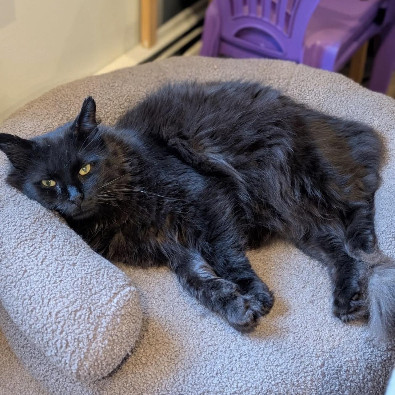 Walden, Adoptable, Adult Male Domestic Long Hair.