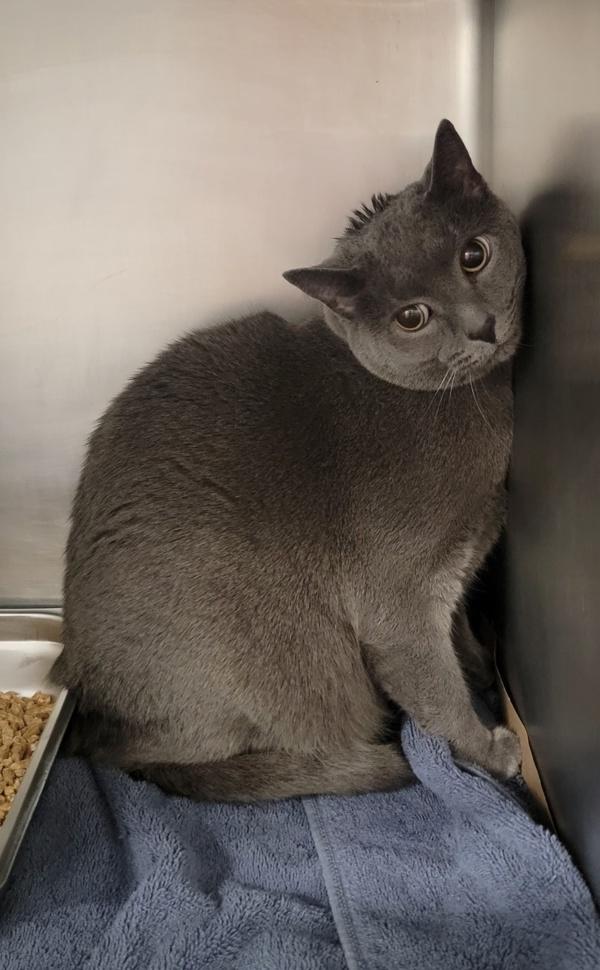 Enlarge Oliver, a Adoptable mixed breed in Canton, GA image 1/1