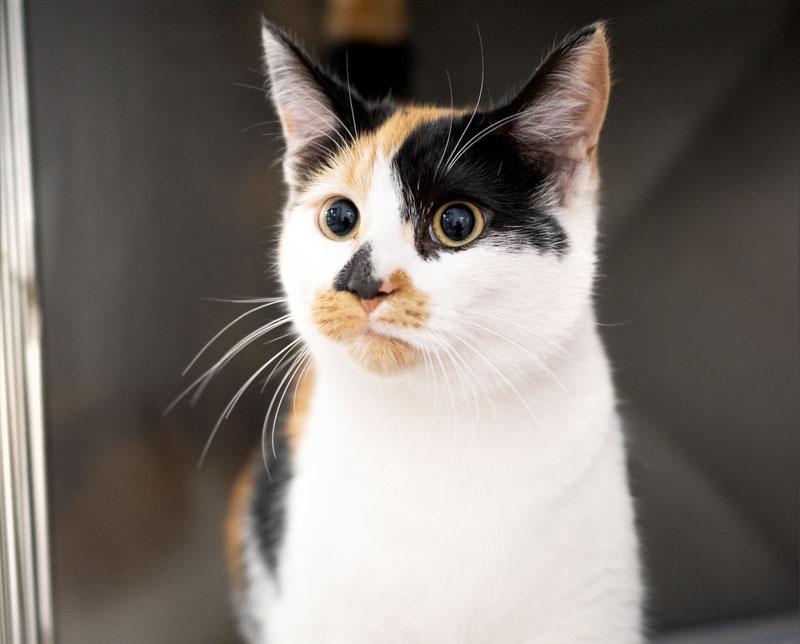 Ghost, Adoptable, Adult Female Calico.