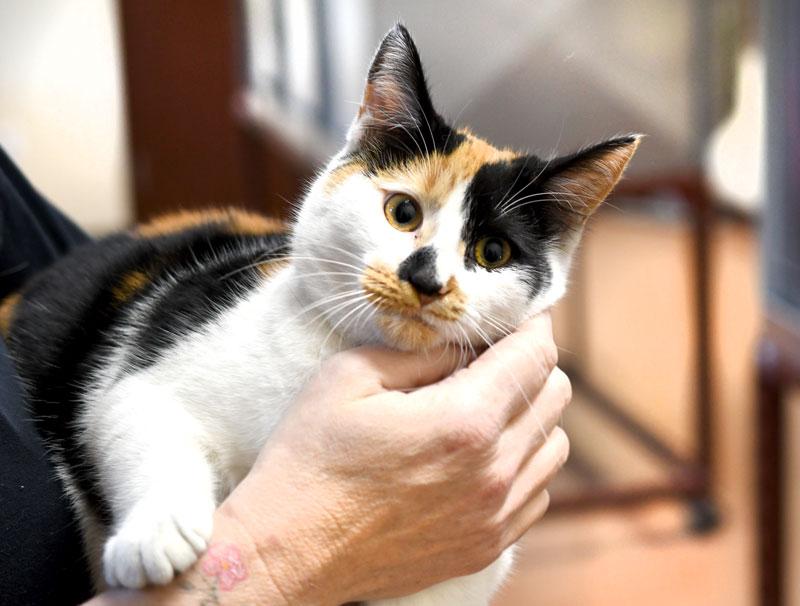 Enlarge Ghost, a Adoptable Calico in Monroe, GA image 2/2