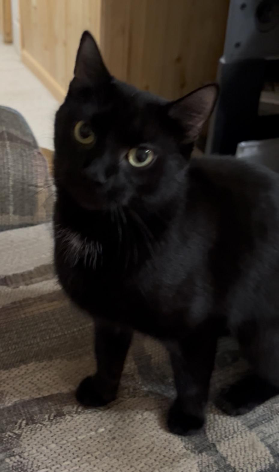 Enlarge Pepita, a ADOPTABLE Domestic Short Hair in Morgantown, WV image 4/4