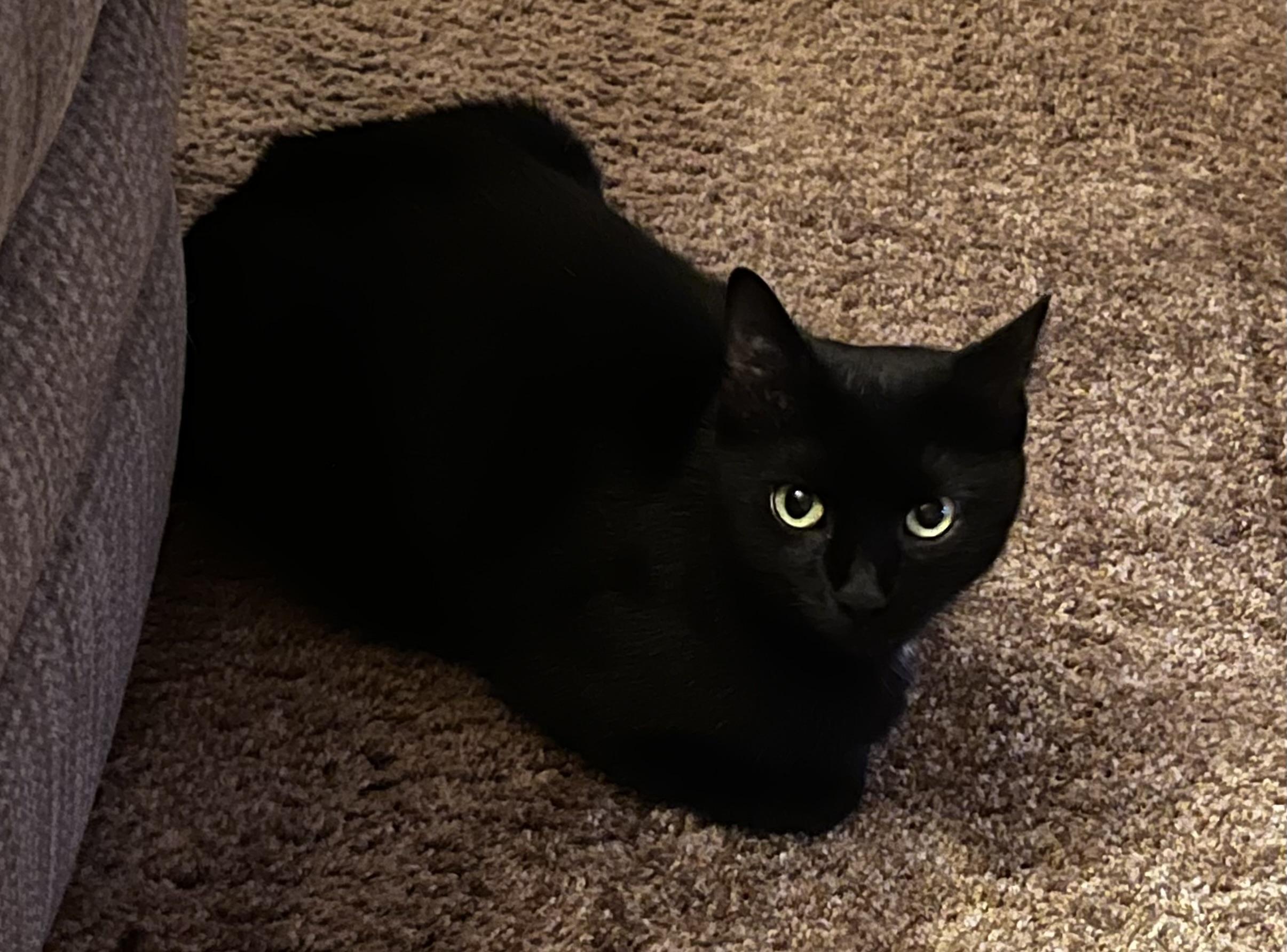 Enlarge Pepita, an adoptable Domestic Short Hair in Morgantown, WV image 6/6