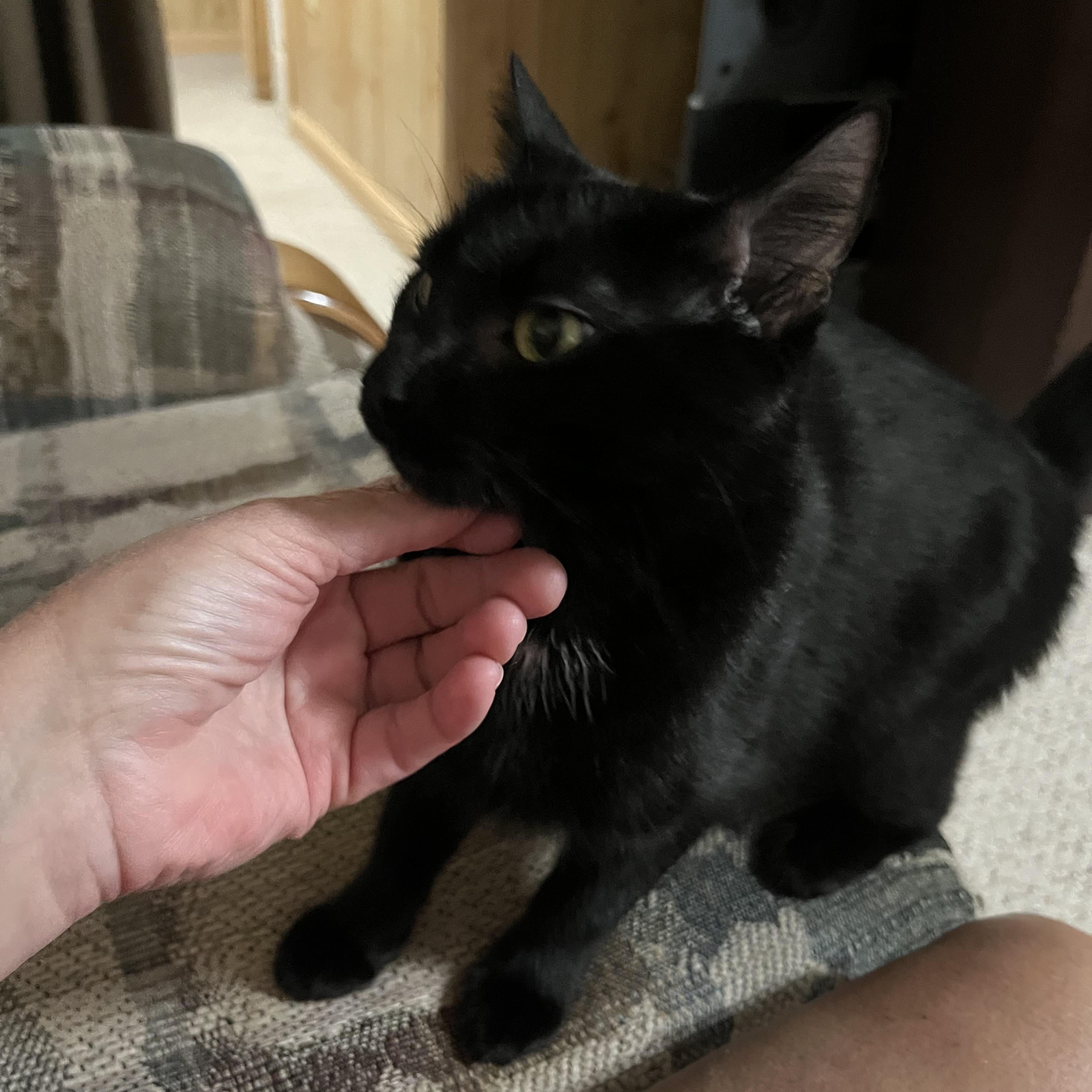 Enlarge Pepita, an adoptable Domestic Short Hair in Morgantown, WV image 4/6