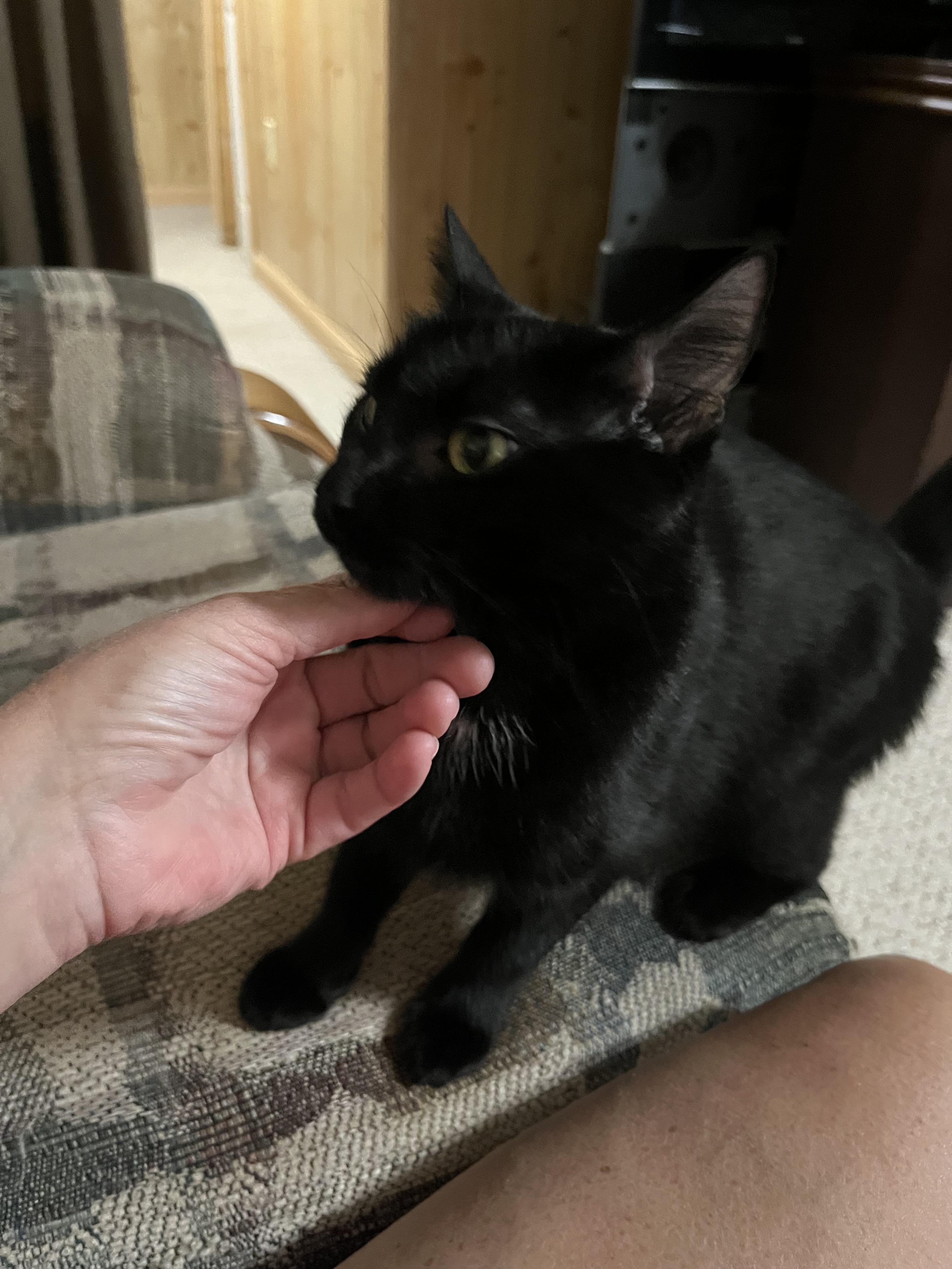 Enlarge Pepita, a ADOPTABLE Domestic Short Hair in Morgantown, WV image 3/4