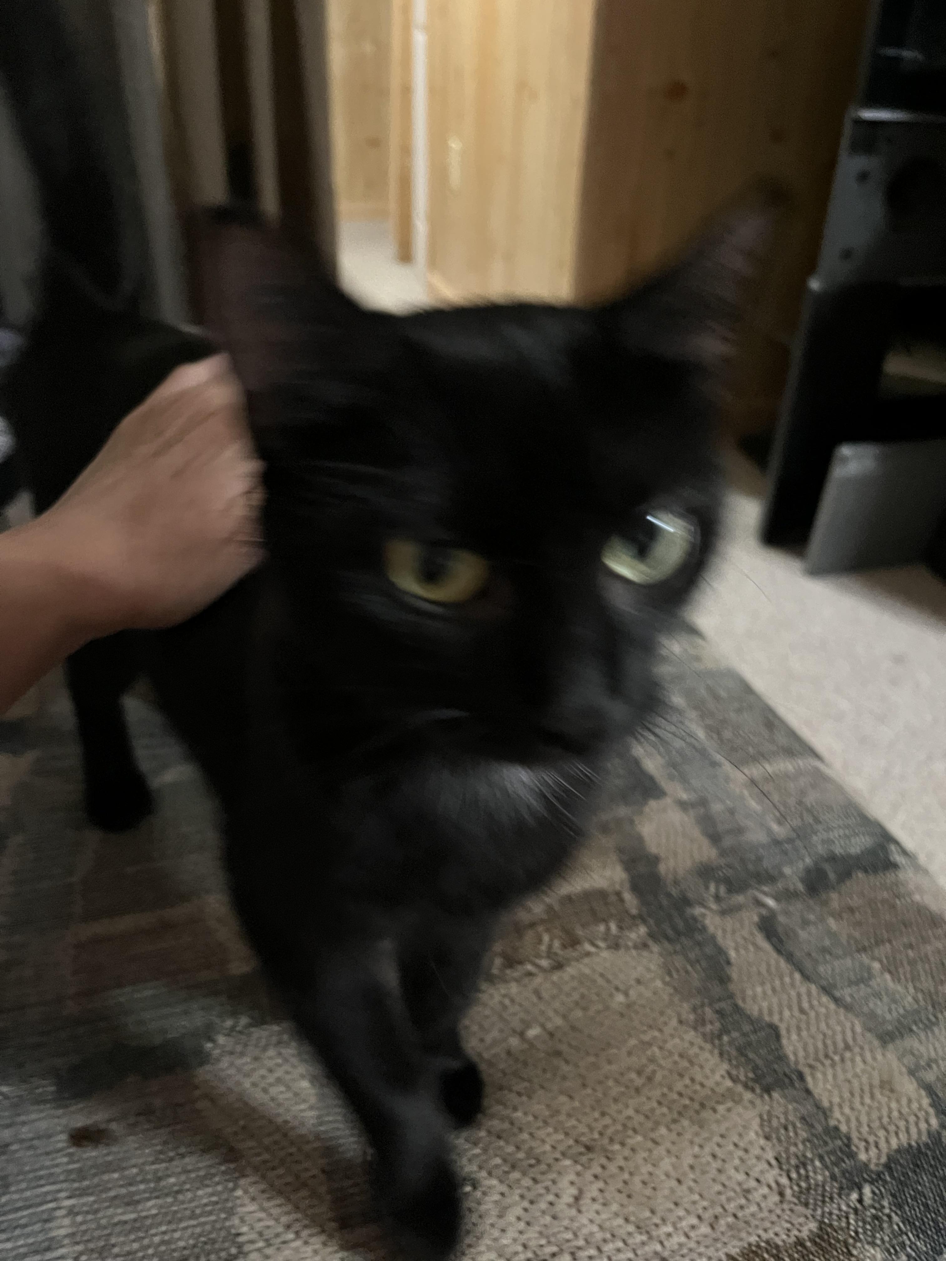 Enlarge Pepita, a ADOPTABLE Domestic Short Hair in Morgantown, WV image 2/4