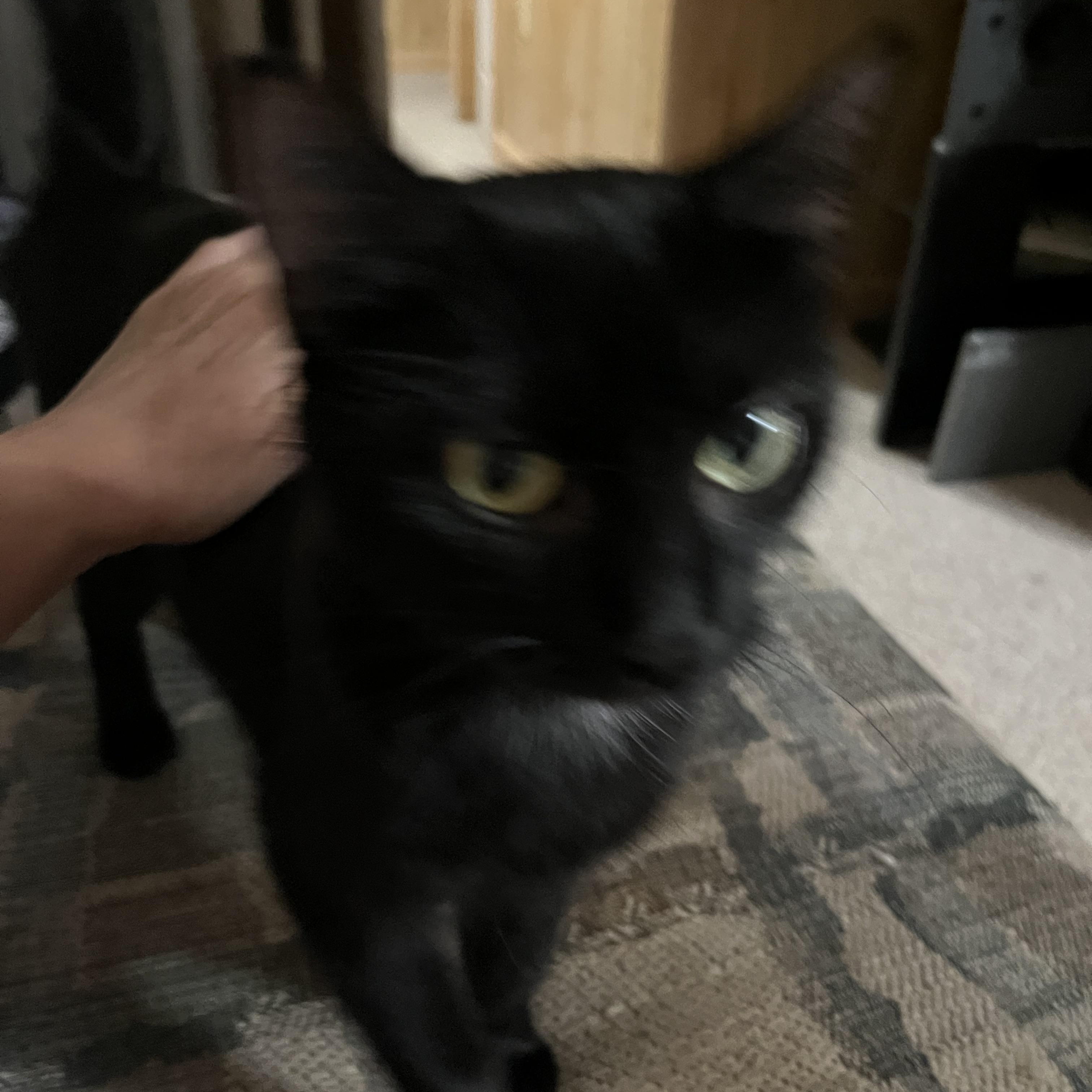 Enlarge Pepita, an adoptable Domestic Short Hair in Morgantown, WV image 3/6