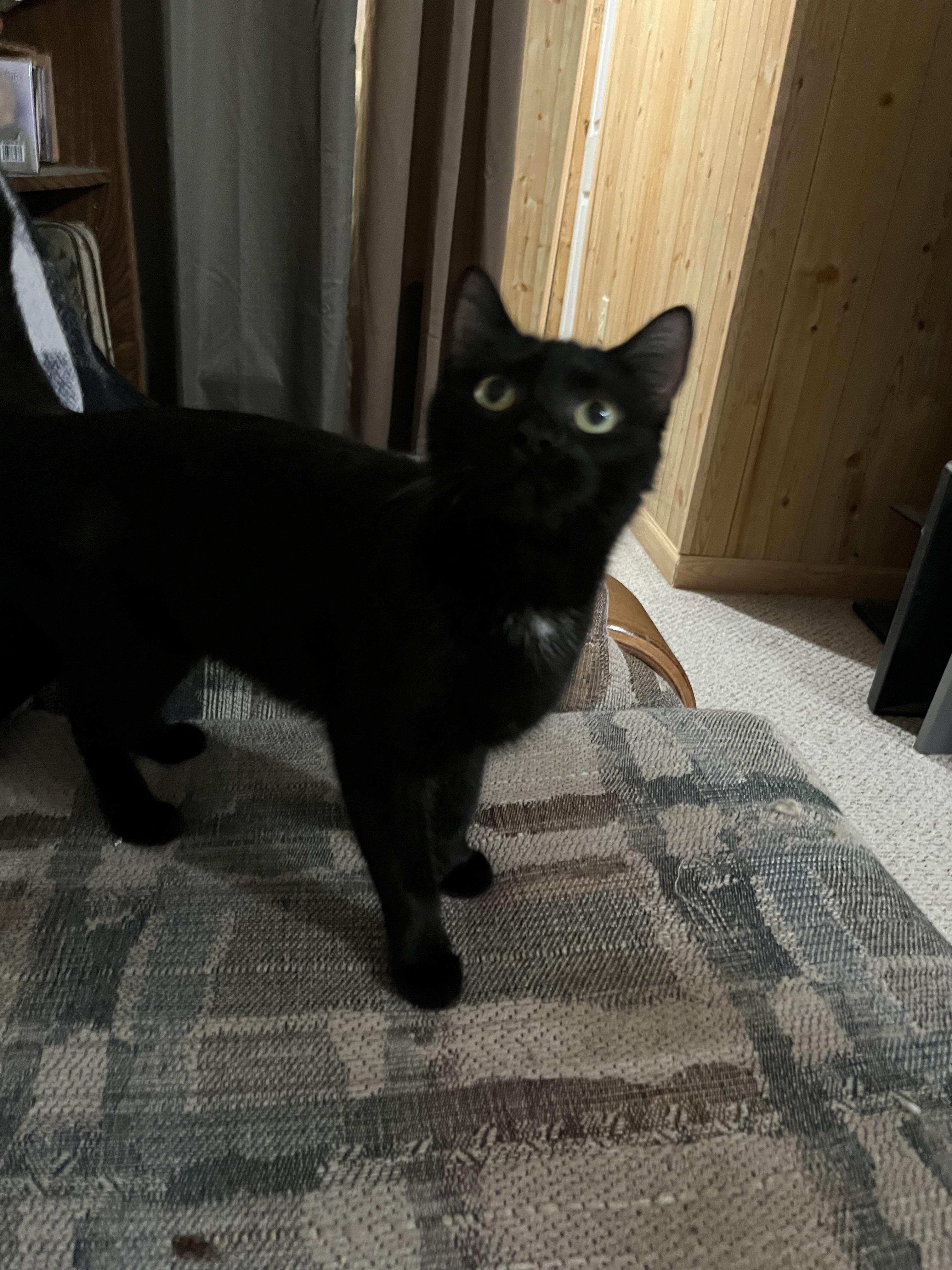 Pepita, ADOPTABLE, Young Female Domestic Short Hair.