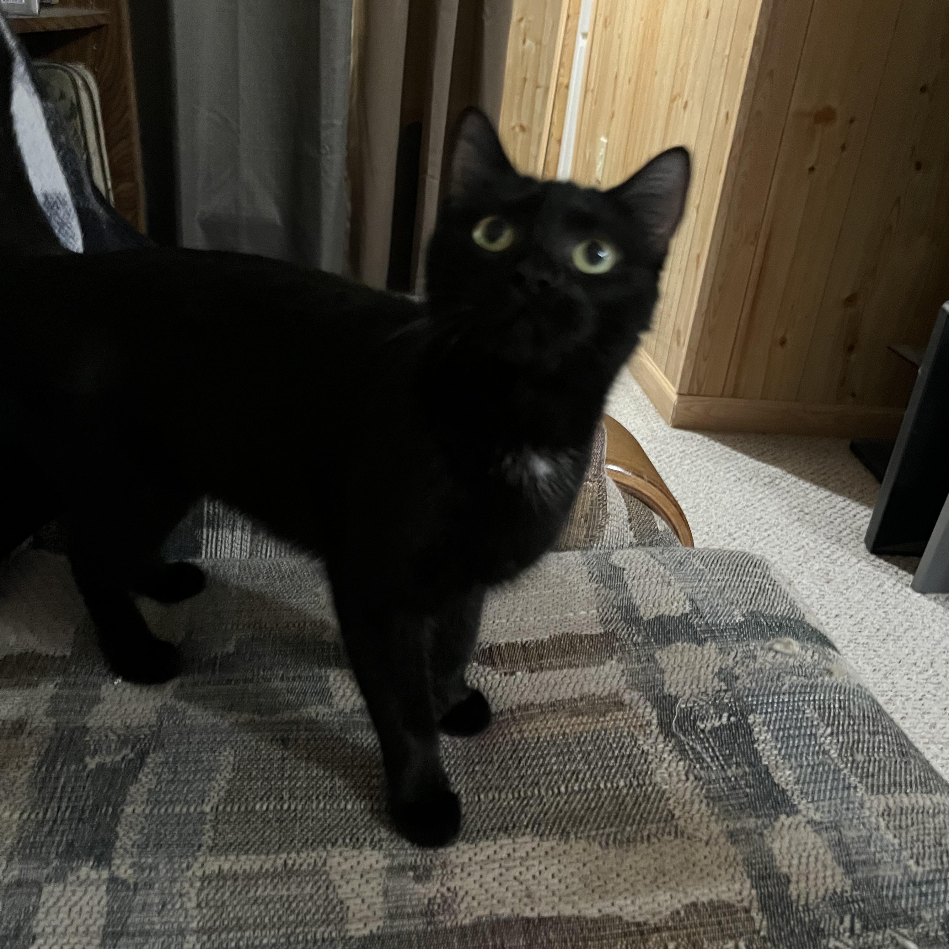 Pepita, a ADOPTABLE Domestic Short Hair in Morgantown, WV image 1/4