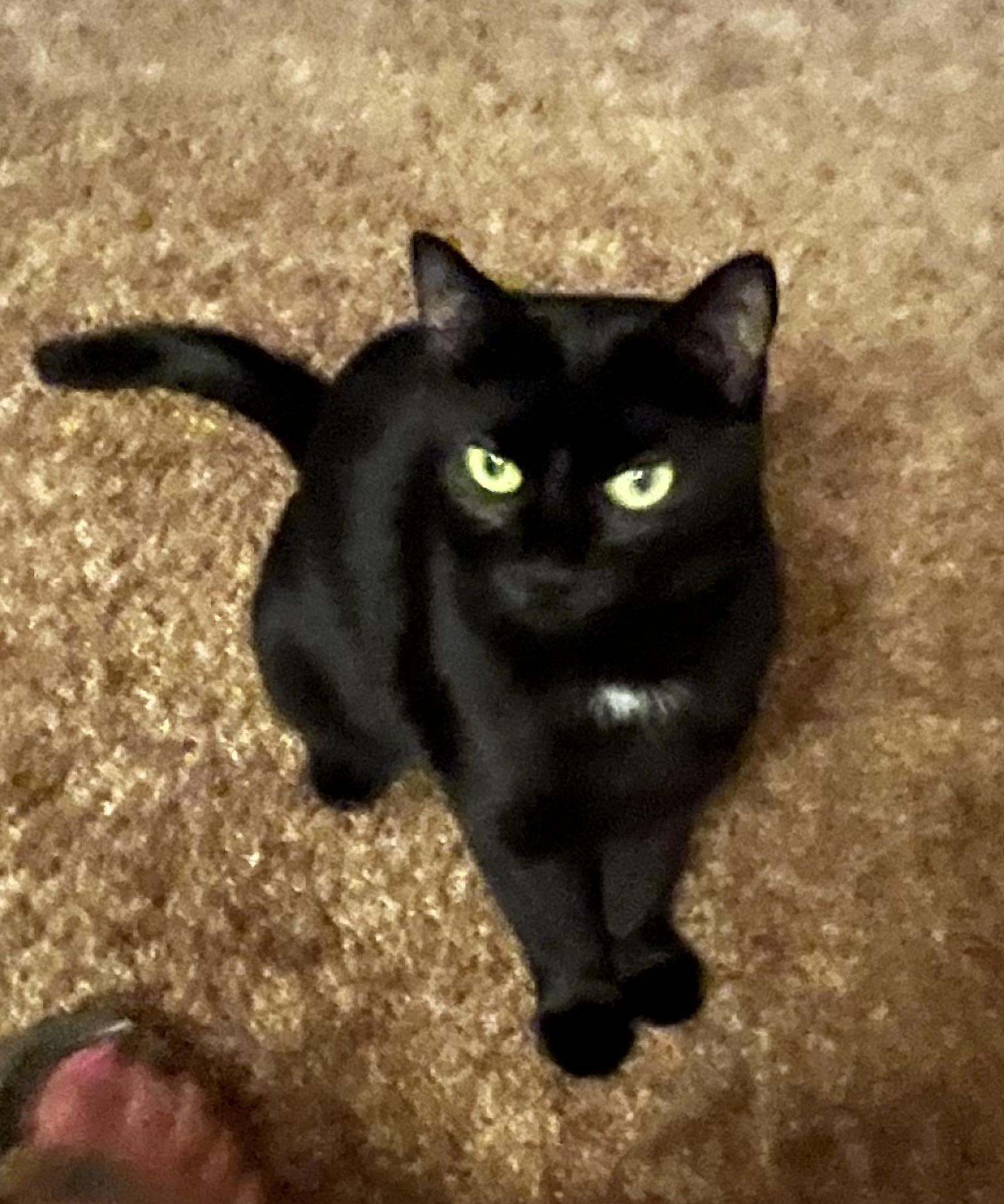 Enlarge Pepita, an adoptable Domestic Short Hair in Morgantown, WV image 1/6