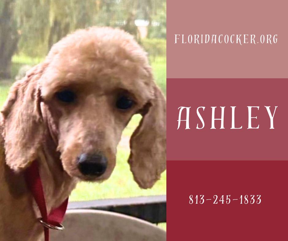 Ashley, adopted, Adult Female Poodle.